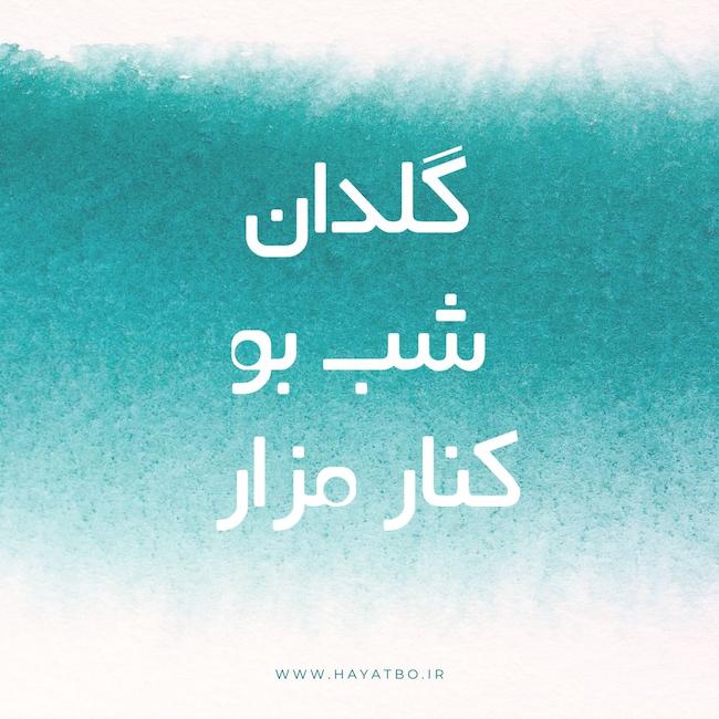 گل شب بو برای عید 